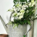 매일 꽃 이미지