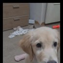 강아지분양 고양이분양 멍앤냥 수원점 이미지