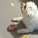 러비퍼피 이미지