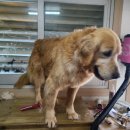 몽이냥이 이미지