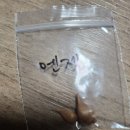 사랑초 옥살리스엔젤 이미지
