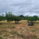 사과나무부동산공인중개사사무소 이미지