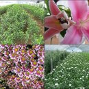 향기나라사랑이 이미지