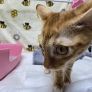 우리집동물병원 이미지