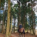 에코승마아카데미 이미지