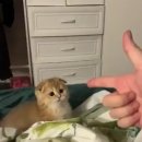 나만고양이없어 이미지