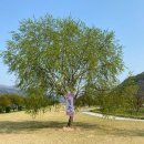 버드나루로 이미지