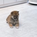 합천 일번지 켄넬 이미지