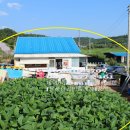 전원애견 이미지