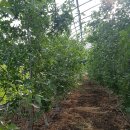 금수농장 이미지