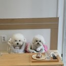 디센시커피스튜디오