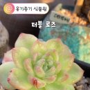 물듬이 이리 아름다울수가요? 더블 로즈씨! 이미지