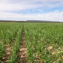 열려라 참깨 이미지