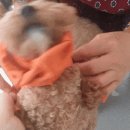 도안 ECO 종합동물병원 이미지