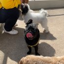 도그랑 나랑 이미지