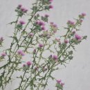 들꽃그림 천아트 이미지