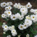 사랑샘공원 이미지