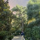 윈호텔 | [미국 LV] 라스베가스 윈호텔 뷔페 가격, 웨이팅, 메뉴 후기