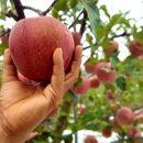 한슬농장 이미지