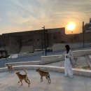 카이로약국 | 모스크, 맛집 아부타릭 코샤리, Bounce 짐 보관 어플, 고버스(카이로에서 다합 이동) 야간버스 이용 후기