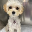 쥬만지동물의료센터 이미지