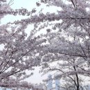 진달래어린이공원 | 근교/축제] 2026년 4~5월 부천 봄꽃축제 총정리｜원미산 진달래축제·도당산 벚꽃축제·무릉도원수목원까지