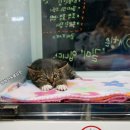 웰케어 동물병원 이미지