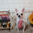 찰리애견미용샵 이미지