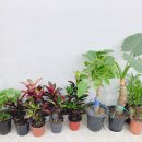 하은플라워