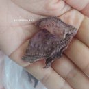 장성몰 친환경 건조 레드비트 후기 feat. 레드비트차 추천