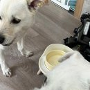 도그랑펜션 이미지