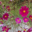 청평리조트앤에프씨웰니스센터 이미지