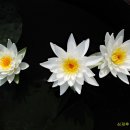 수련 티스토리