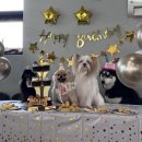 애견카페왕 이미지