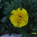 양지1어린이집 이미지