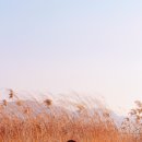 아그리나 D 이미지