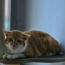 달냥이 | [관악구고양이호텔]- 두 달간 장기 호텔링 후기, 치즈냥이 빈·제리