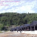 신지면-1 이미지