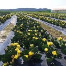 평화농장 이미지