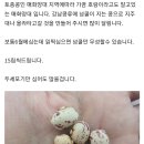 토종 매화양대콩 씨앗나눔 이미지