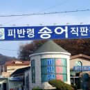 피반령송어나라 이미지