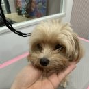 해피멍쓰데이 이미지