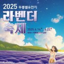 2025 동해 라벤더 축제 방문후기 - 무릉별유천지
