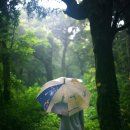 천년비자 이미지