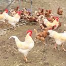 행복한닭농장 이미지