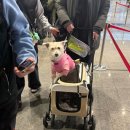pet 50거0352 | 애견동반 제주여행 배편 :: 제주-목포 퀸제누비아 내돈내산 후기 (중형견동반)