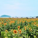 해바라기 이미지