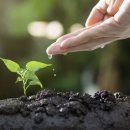 작은나무 이미지