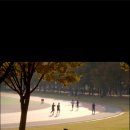 종합운동장 메타세콰이어길 | 광주 전남대학교 가을 단풍 산책