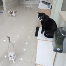 튼튼동물병원 | 수원 튼튼동물병원 노견 치석제거 내돈내산 후기(두번째 방문)